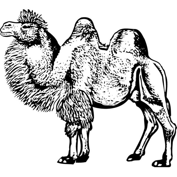 CAMEL003 Thumbnail